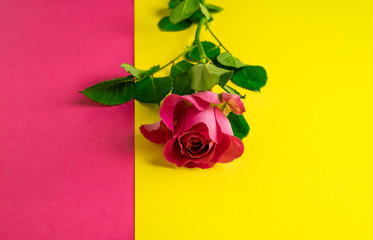 scarlet rose on a yellow and pink background