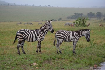 Fototapeta na wymiar savanna in the foreground two zebras in the background a herd of zebras