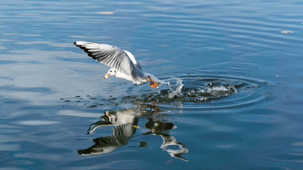 seagull gets food from the surface of the water