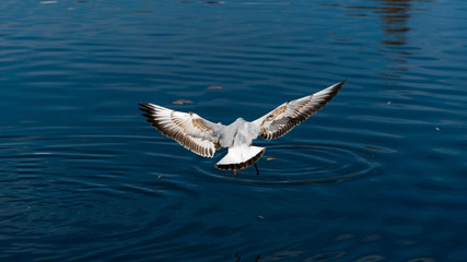 seagull gets food from the surface of the water