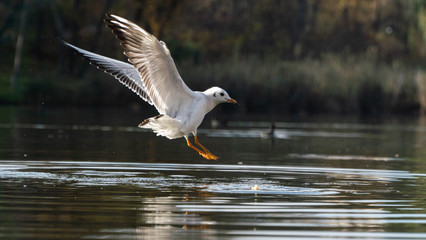 seagull gets food from the surface of the water