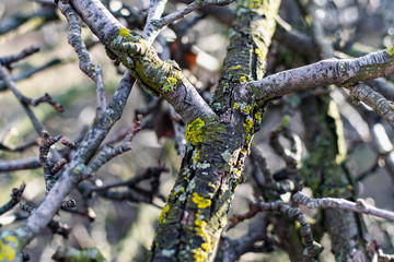 Lichens, green fungi and blue algae, as growths on the bark of trees and logs from high humidity in the spring, after the winter period and rainy days
