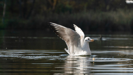 seagull gets food from the surface of the water