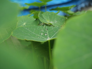 Round drops of water on the green leaves of nasturtium.