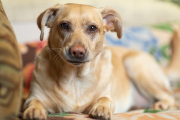 Labrador retriever on sofa bed