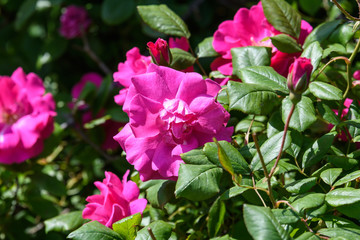 Large green bush with fresh vivid pink roses and green leaves in a garden in a sunny summer day, beautiful outdoor floral background photographed with soft focus