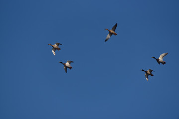 a flock of mallard ducks