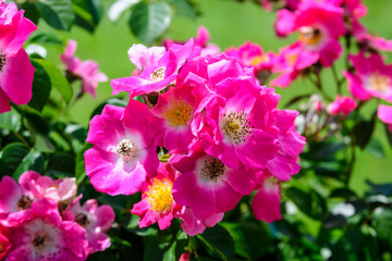 Large green bush with fresh vivid pink roses and green leaves in a garden in a sunny summer day, beautiful outdoor floral background photographed with soft focus