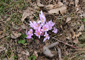 Wild croucs blossoming  at march and april spring season