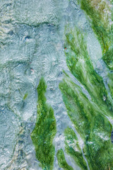 Hot stream closeup of green blue bacteria color plants in water