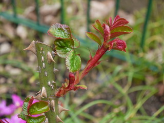 Rosenblätter