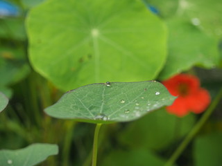 Round drops of water on the green leaves of nasturtium.