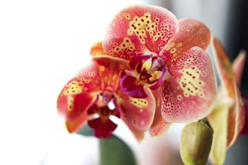 The concept of a flower. Most often, indoor plants are grown. Orchids bloom close-up. The Orchid flower is pink-yellow in bloom. Soft focus. Backgrounds and textures