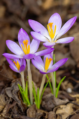 Obraz premium Crocus flowers in a meadow