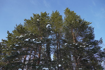 木 （フィンランド）