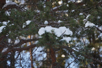 雪の積もった松（フィンランド）