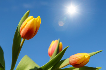 Tulpen blühen bei Sonnenschein