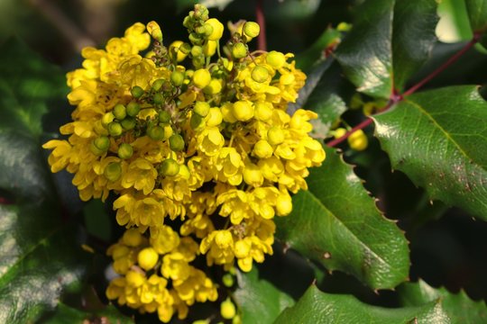 gelbe Bl&uuml;ten der Berberitze