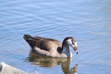 Fototapeta premium A goose swimming in water next to a body of water. High quality photo