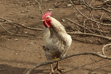 Coq blanc herminé noir