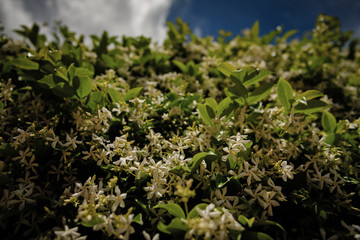 Wall covered with Jasmine Hedge and blurry sky on background