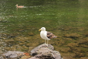 seagull on rock