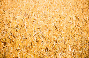 Golden Rye field Background, selective focus