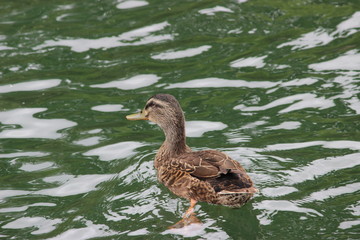 duck in the pond