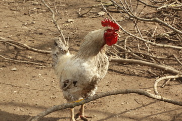 Coq blanc herminé noir