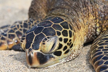 Obraz premium Nesting Turtle