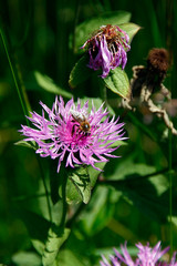 Bee, Apis, Blossom, Nectar, Honey, Thuringia, Germany, Europe
