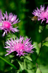 Bee, Apis, Blossom, Nectar, Honey, Thuringia, Germany, Europe