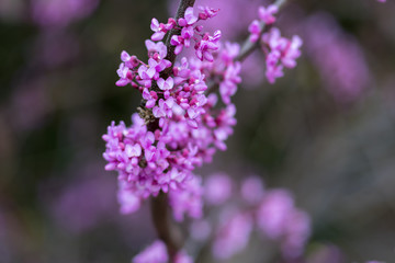 Flowers on tree branches in early spring.