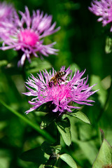 Bee, Apis, Blossom, Nectar, Honey, Thuringia, Germany, Europe
