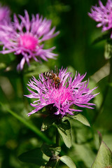 Bee, Apis, Blossom, Nectar, Honey, Thuringia, Germany, Europe