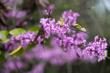 Flowers on tree branches in early spring.