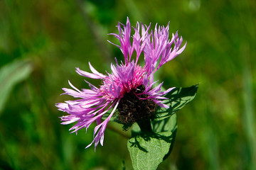 Blossom, Nectar, Knapweed, Centaura, Thuringia, Germany, Europe