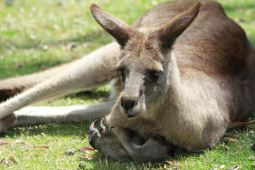 Relaxing Roo