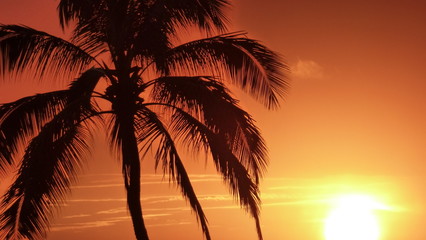 Obraz na płótnie Canvas Palm Sunset