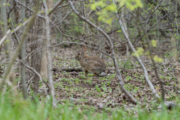 Wild rabbit among the trees in the park on a cloudy spring day.
