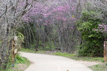 Flowers on tree branches in early spring.