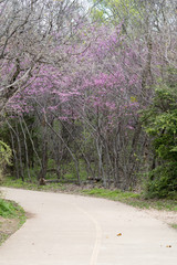 Flowers on tree branches in early spring.