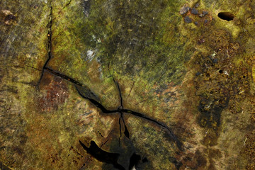 Texture of old sawn tree stump covered with green moss