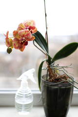 Orchids in a transparent pot on the window. Bright pink and peach Orchid flower, floral background. Beautiful homemade bouquet. Selective soft focus