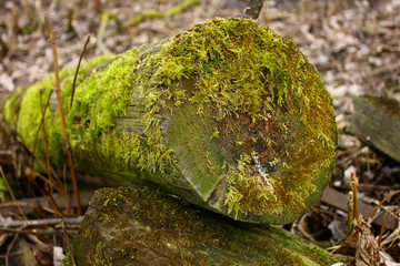 Texture of old sawn tree stump covered with green moss