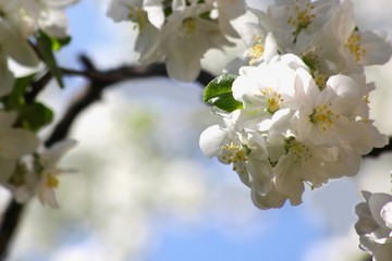 blossoming apple tree close-up on a sunny day on a blurry sky background