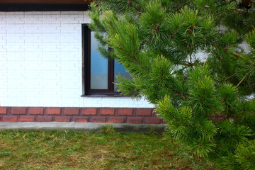 A green pine branch in the foreground and a white brick wall of a house with a window in the background. Lanshaft and suburban housing architecture