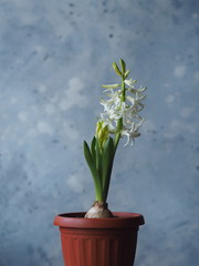 Young plant geocint with green leaves and white flowers on the window with other home plants.In everyday life.