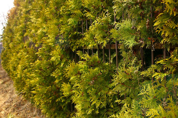 Exotic alley from tree thuja. Sun rays glare illuminate the plants