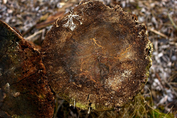 Texture of old sawn tree stump covered with green moss